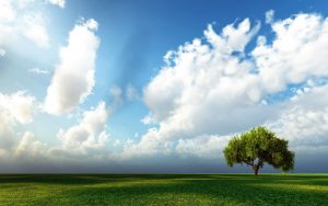 Sky-With-Tree-Hd-Image