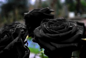 23-02-17-black-roses-pictures10912