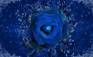 23-02-17-blue-roses-wallpapers4258