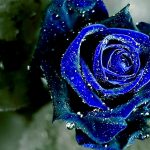 23-02-17-blue-roses-wallpapers4261