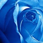 23-02-17-blue-roses-wallpapers4263