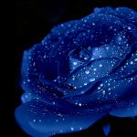 23-02-17-blue-roses-wallpapers4266