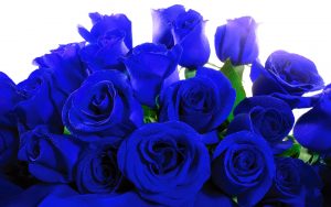 23-02-17-blue-roses-wallpapers4267