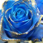 23-02-17-blue-roses-wallpapers4269