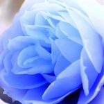 23-02-17-blue-roses-wallpapers4275