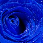 23-02-17-blue-roses-wallpapers4277