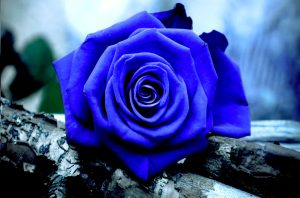 23-02-17-blue-roses-wallpapers4278