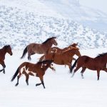 24-02-17-brown-horse-running-wallpapers28