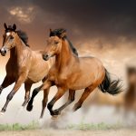 24-02-17-brown-horse-running-wallpapers30