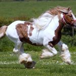 24-02-17-brown-horse-running-wallpapers31