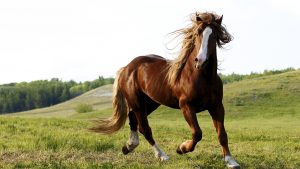 24-02-17-brown-horse-running-wallpapers33