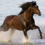 24-02-17-brown-horse-running-wallpapers36