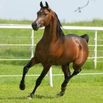 24-02-17-brown-horse-running-wallpapers39