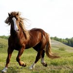 24-02-17-brown-horse-running-wallpapers40