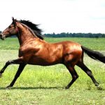 24-02-17-brown-horse-running-wallpapers41