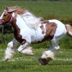 24-02-17-brown-horse-running-wallpapers42