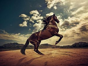 24-02-17-brown-horse-running-wallpapers44