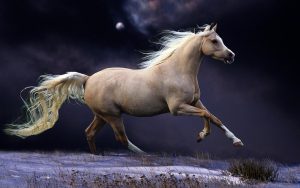 24-02-17-brown-horse-running-wallpapers45