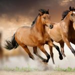 24-02-17-brown-horse-running-wallpapers47