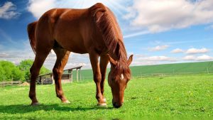 24-02-17-brown-horse-running-wallpapers52