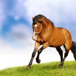 24-02-17-brown-horse-running-wallpapers57