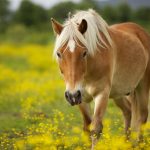 24-02-17-horse-wallpapers548