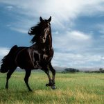 24-02-17-horse-wallpapers552