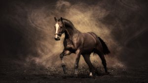 24-02-17-horse-wallpapers555