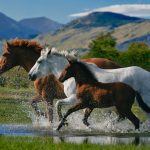 24-02-17-horse-wallpapers559