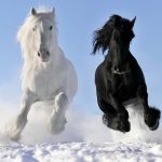 24-02-17-horse-wallpapers560