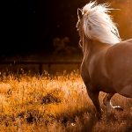 24-02-17-horse-wallpapers562