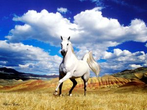 24-02-17-horse-wallpapers565