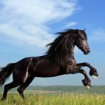 24-02-17-horse-wallpapers566