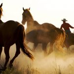 24-02-17-horse-wallpapers568