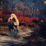 24-02-17-horse-wallpapers570