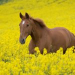 24-02-17-horse-wallpapers572