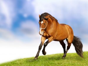 24-02-17-horse-wallpapers577