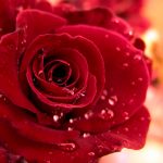 24-02-17-rose-wallpapers827