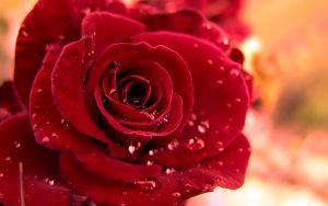 24-02-17-rose-wallpapers827