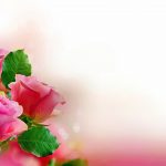 24-02-17-rose-wallpapers828