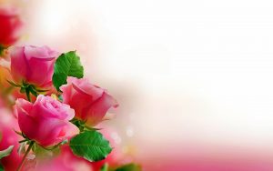 24-02-17-rose-wallpapers828