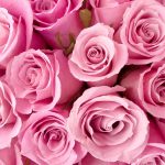 24-02-17-rose-wallpapers840