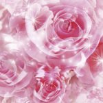 24-02-17-rose-wallpapers847