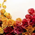 24-02-17-roses-wallpapers74