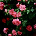 24-02-17-roses-wallpapers75