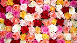 24-02-17-roses-wallpapers77