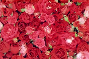 24-02-17-roses-wallpapers82