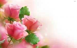 24-02-17-roses-wallpapers87