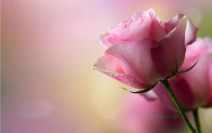 24-02-17-roses-wallpapers90