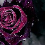 24-02-17-roses-wallpapers99